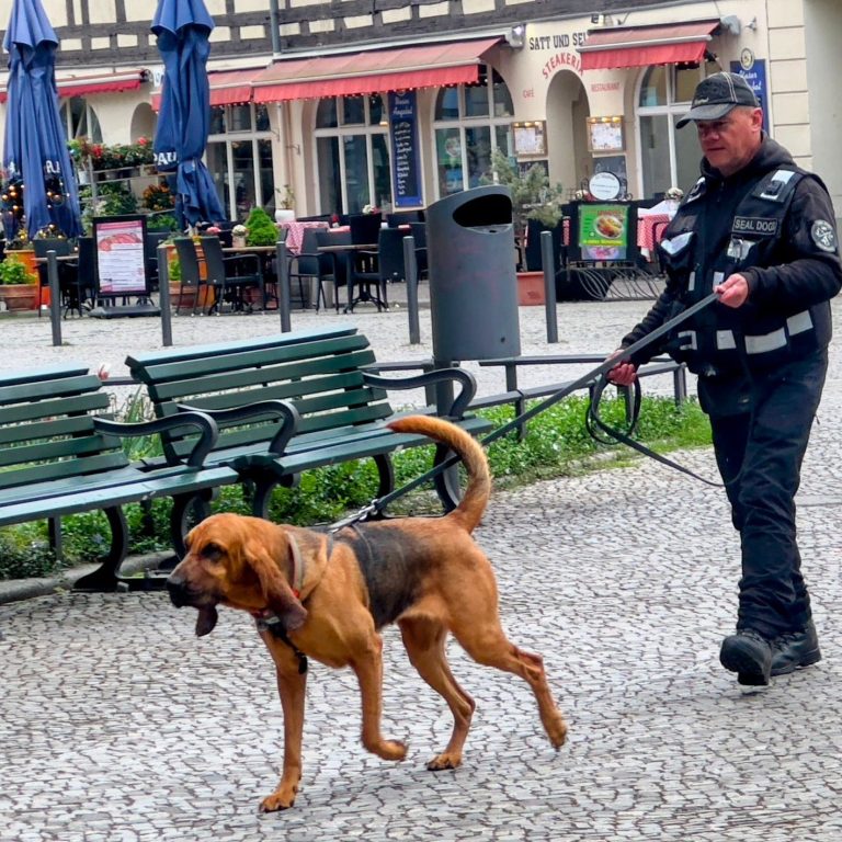 uchhund verfolgt hochkonzentriert eine Geruchsspur durch ein Stadtgebiet in Berlin.