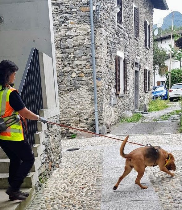 rofessionelles Hundetraining im Ausland: Mantrailing-Trainerin aus Berlin beim intensiven Training mit einem Bloodhound in Italien