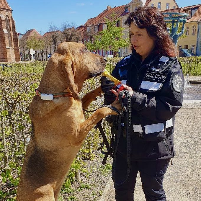 er Moment des Erfolgs beim Mantrailing: Trainerin belohnt ihren freudig anspringenden Bloodhound nach einer erfolgreichen Suche.