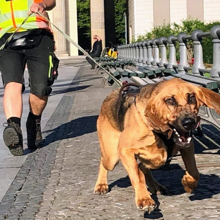 Bloodhound Hündin im Suchgeschirr fokussiert vor dem Brandenburger Tor in Berlin beim Mantrailing-Training.