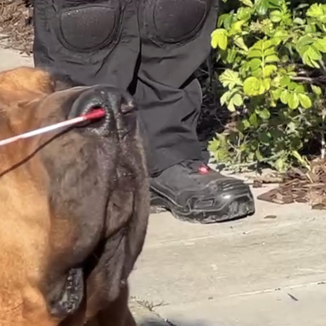Die Superkraft der Nase: Ein Bloodhound im Einsatz