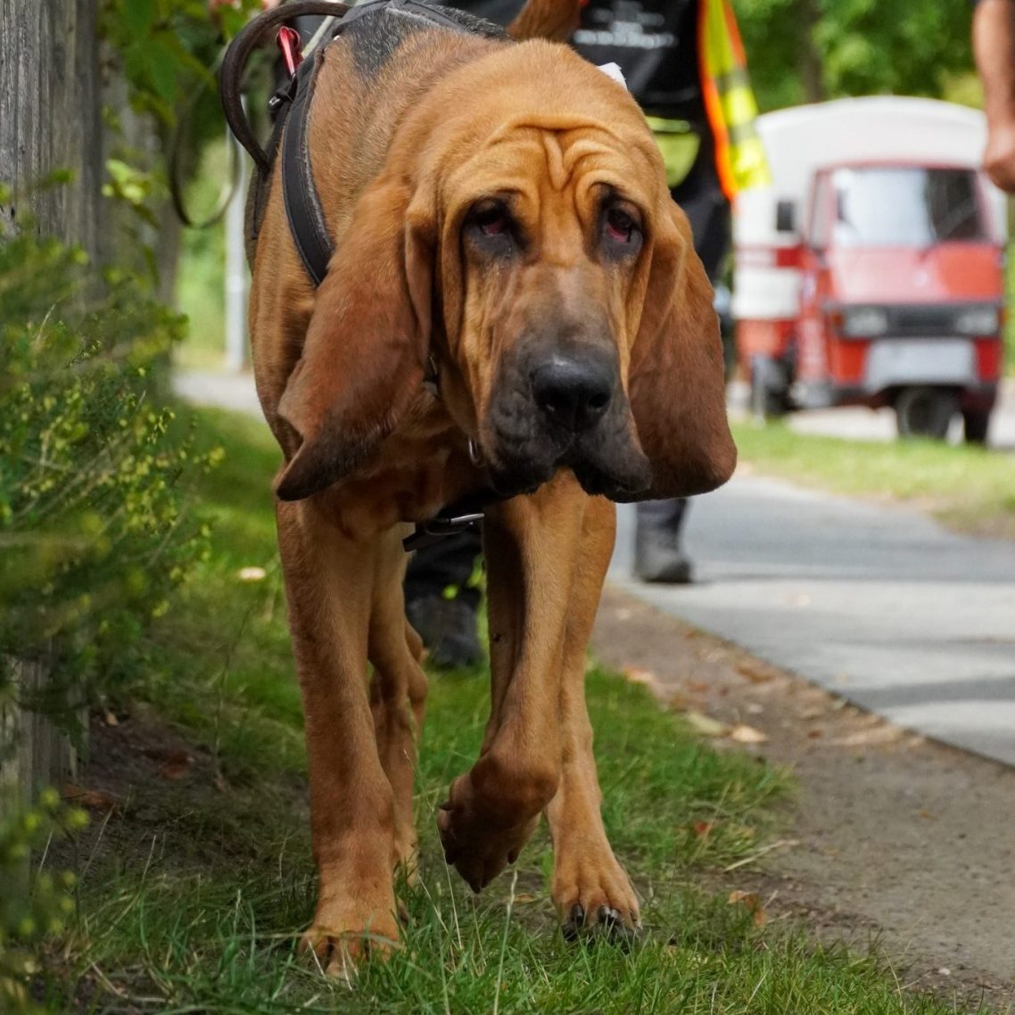Bloodhound-Hündin im Suchgeschirr beim Mantrailing – Mantrailer.Berlin Training